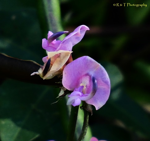 {Strophostyles helvola}